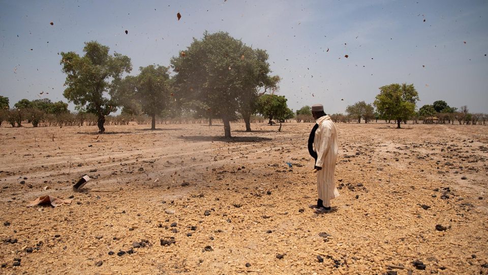 Klimaflucht: Verdorrte Ernte: Ein Bauer in Mali auf seinem Acker Verdorrte Ernte: Ein Bauer in Mali auf seinem Acker