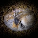 Ein Arktischer Ziesel schläft eingerollt