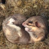 Ein Siebenschläfer schläft eingerollt auf weichem Untergrund