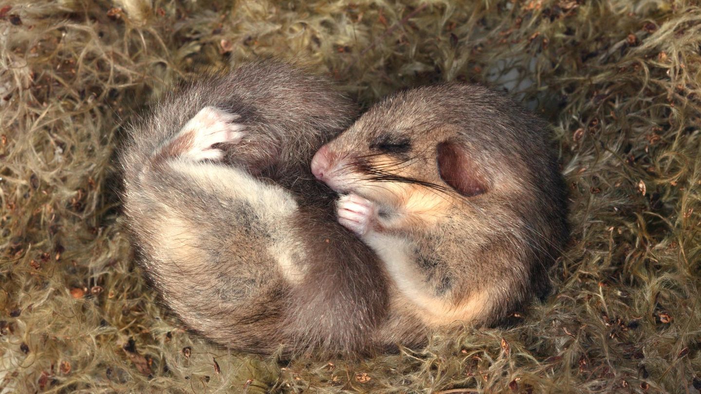 Ein Siebenschläfer schläft eingerollt auf weichem Untergrund