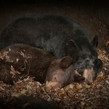 Ein großer und ein kleinerer Schwarzbär schlafen aneinander gekuschelt