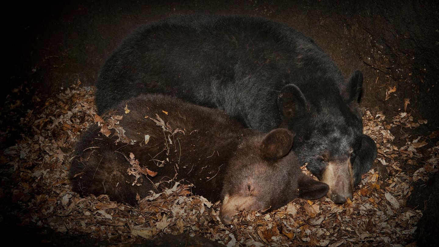 Ein großer und ein kleinerer Schwarzbär schlafen aneinander gekuschelt
