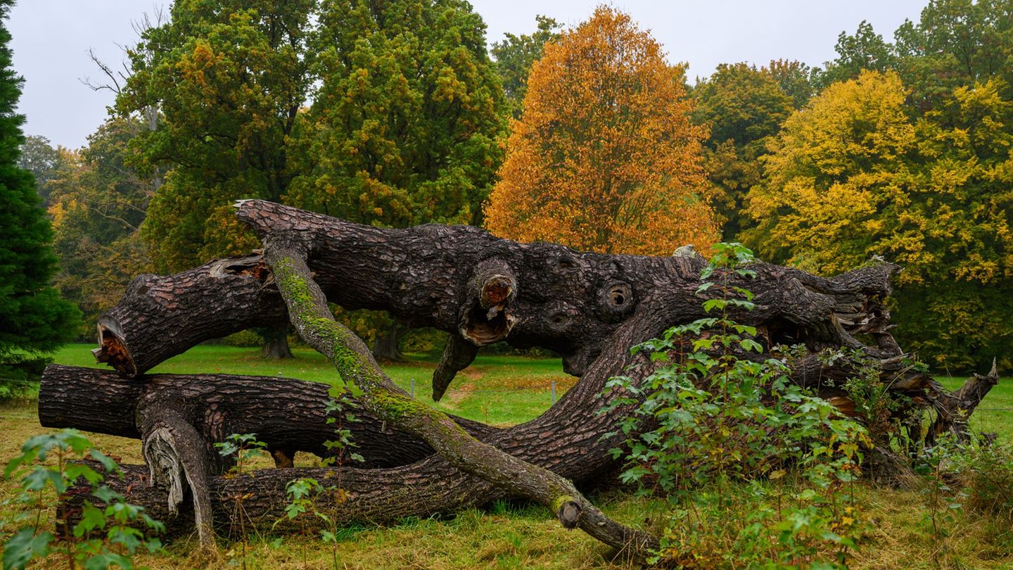 Beim sächsischen Parkseminar soll am Wochenende der Schlosspark von Wechselburg gepflegt werden. Foto: Hendrik Schmidt/dpa