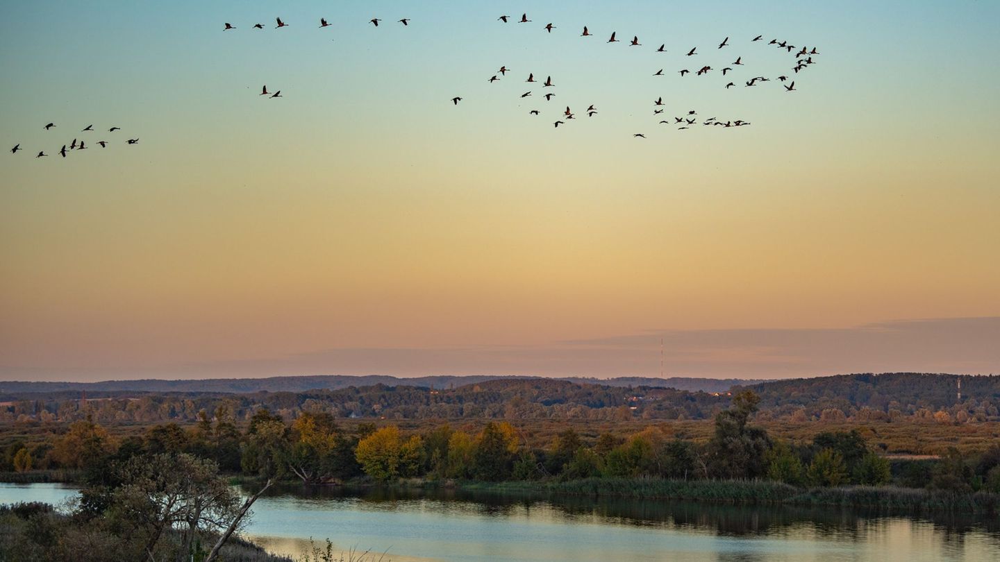 Naturschauspiel Flussauenlandschaft: Kraniche fliegen über den Nationalpark Unteres Odertal. (Archivbild) Foto: Patrick Pleul/dp