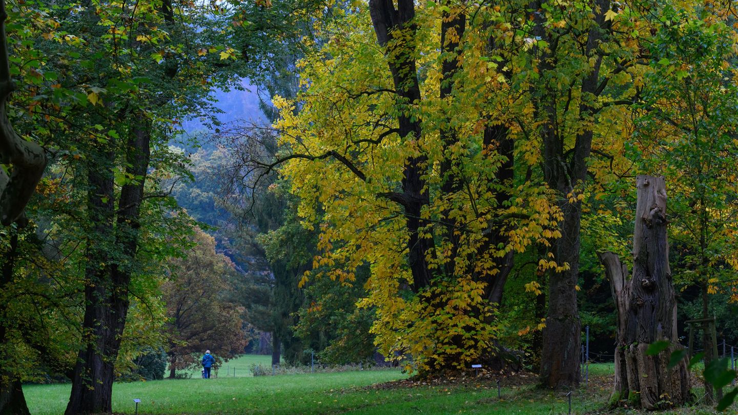Der Schlosspark Wechselburg soll über ein Förderprogramm mit Hilfe des Bundes für den Klimawandel fit gemacht werden. Foto: Hend