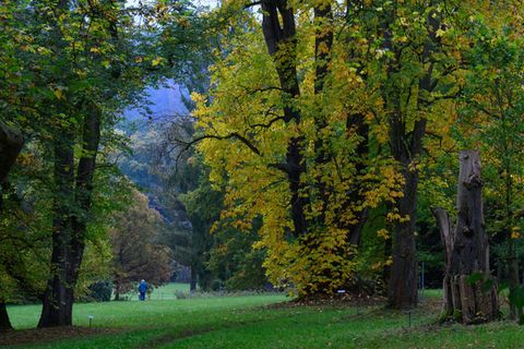 Der Schlosspark Wechselburg soll über ein Förderprogramm mit Hilfe des Bundes für den Klimawandel fit gemacht werden. Foto: Hend