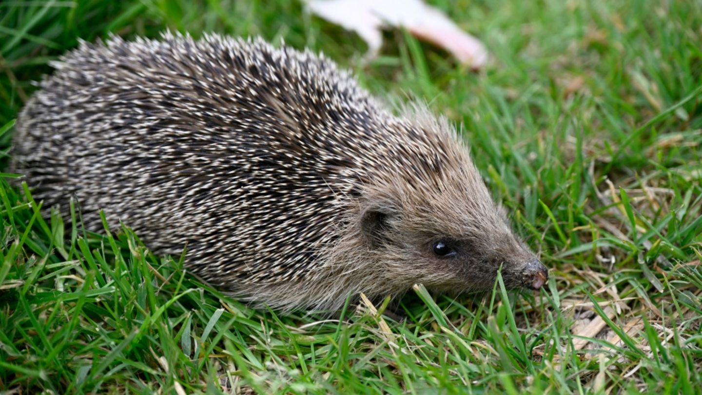 Igel