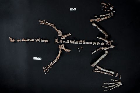 Skelett des Huayracursor jaguensis
