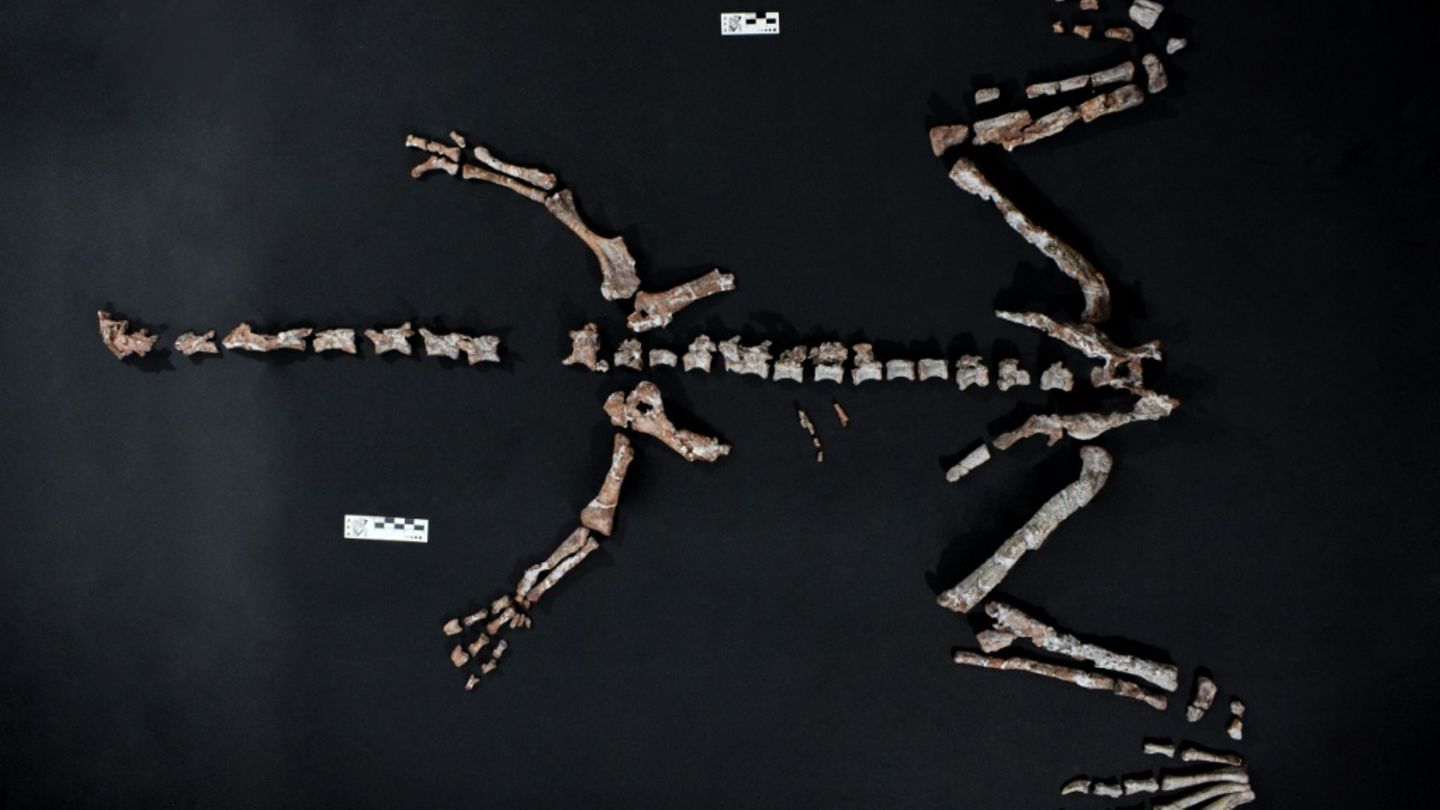 Skelett des Huayracursor jaguensis