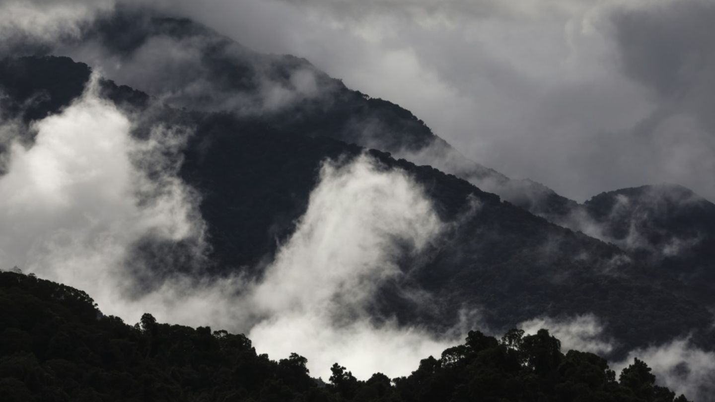 Australiens Regenwälder leiden unter den Folgen des Klimawandels