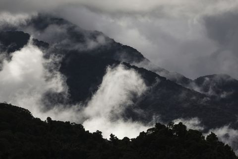 Australiens Regenwälder leiden unter den Folgen des Klimawandels