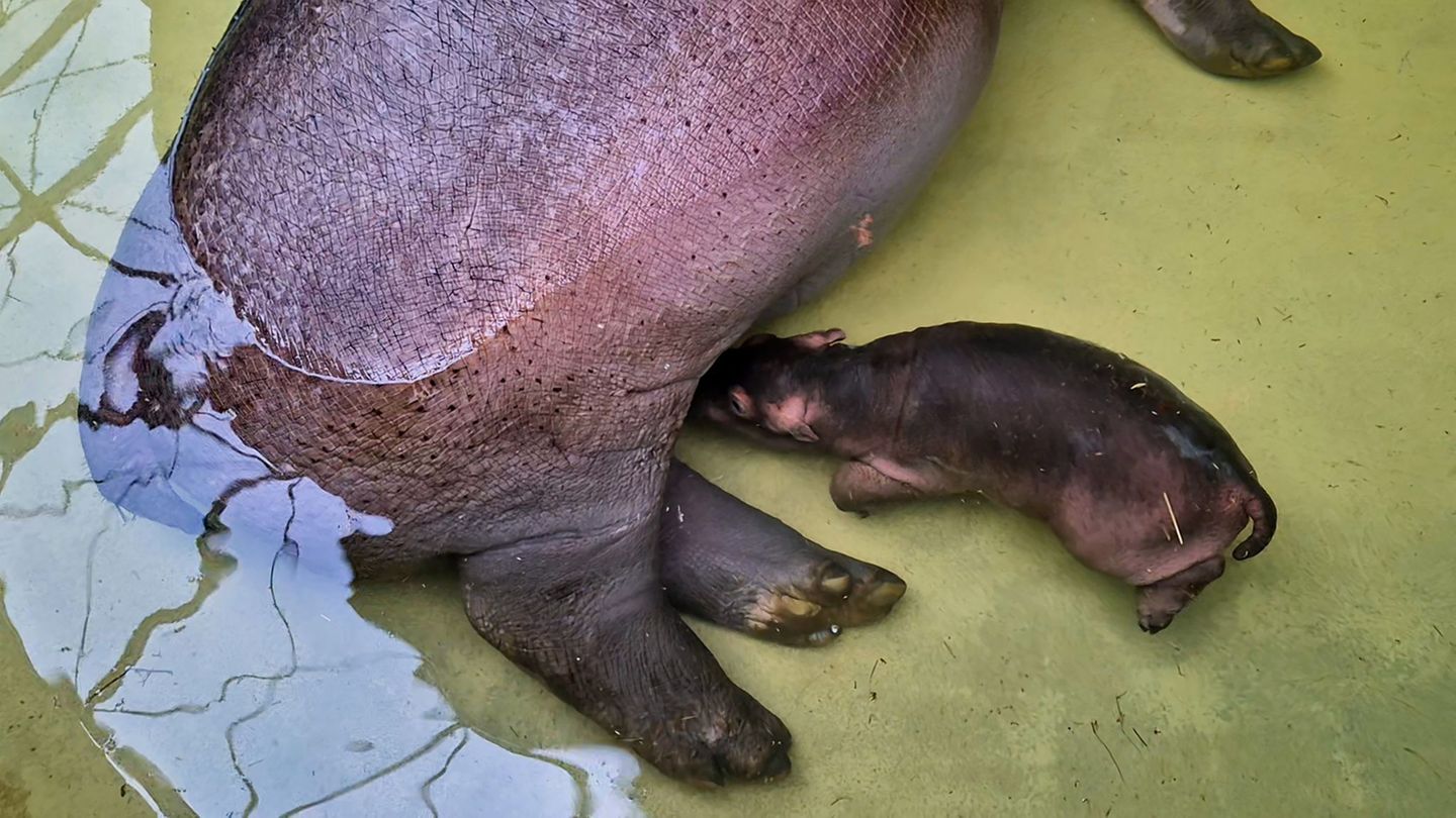 "Mutter Nala lässt ihren kleinen Bullen regelmäßig trinken, das ist ein überaus erfreuliches Zeichen für uns", sagte Zoo- und Ti