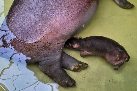 "Mutter Nala lässt ihren kleinen Bullen regelmäßig trinken, das ist ein überaus erfreuliches Zeichen für uns", sagte Zoo- und Ti