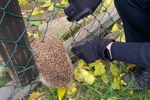 Eine Polizistin befreit den Igel aus einem Maschendrahtzaun. Foto: Polizeiinspektion Haßoch/dpa