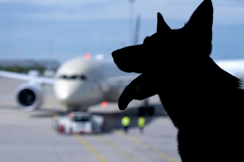 Der Europäische Gerichtshof urteilte zum Schadenersatz wegen eines verlorenen Haustiers auf einer Flugreise. (Symbolbild) Foto: