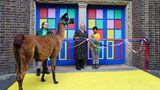 London, Großbritannien. Der zehnjährige Naturschützer Aneeshwar Kunchala (r.)eröffnet als "Bürgermeister" die neue Themenwelt "Zoo Town" im Londoner Zoo. Die Welt richtet sich vor allem an die jüngsten Besucher des Tierparks. Hier können sie sich an Rollenspielstationen versuchen, um der Arbeit mit Wildtieren näherzukommen. Darunter die Zubereitung von Mahlzeiten für die Tiere, die Bekämpfung von Keimen im Labor oder die Verfolgung der Tiere in der Feldschutzstation