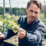 Bis 1999 durfte es keinen Wein aus Schweden geben, die EU hatte ihn verboten. Diese Zeiten sind zum Glück vorbei und so sorgen mehr als 100 Winzer (und der Klimawandel) für Traubensaft aus lokalem Anbau...