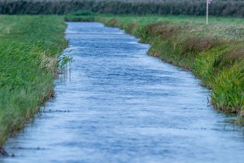 Südlich von Malchow soll in den nächsten 30 Jahren die zwölf Hektar große Wiese "Forstwisch", ein trockengelegtes Moor, wieder v