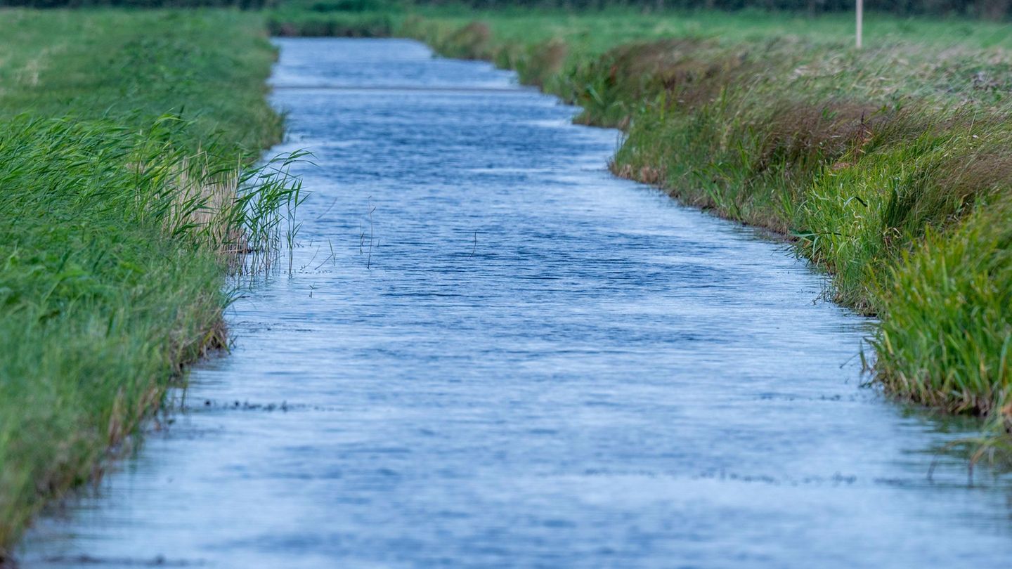 Südlich von Malchow soll in den nächsten 30 Jahren die zwölf Hektar große Wiese "Forstwisch", ein trockengelegtes Moor, wieder v