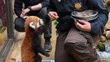 Magdeburg, Deutschland. Nur mit Bestechung – anders geht es wohl nicht, wenn Tiere medizinisch untersucht werden müssen. Dieser kleine Rote Panda im Zoo Magdeburg ist keine Ausnahme. Damit er auf der Röntgenplatte sitzen bleibt, wird er gefüttert. Aber so wie das Pfötchen gegen die Hand der Pflegerin drückt, hat er wohl die Schnauze voll