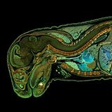 Ein Embryo einer Maus