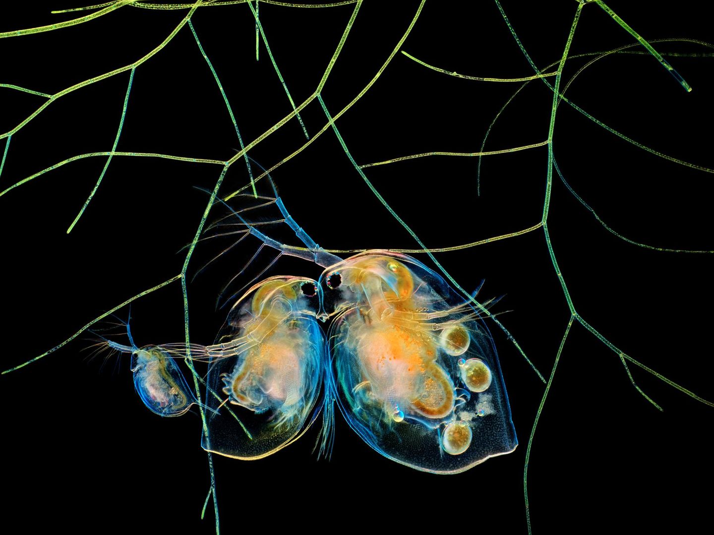 Wasserflöhe und Algen – Fotografie
