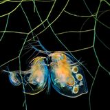 Wasserflöhe und Algen – Fotografie