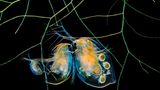 Wasserflöhe und Algen – Fotografie
