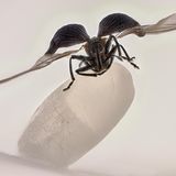 Reiskäfer auf einem Reiskorn – Fotografie