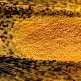 Androkonialbereich eines Schmetterlingsflügels – Fotografie