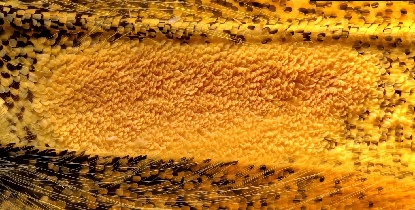 Schuppen auf einem Schmetterlingsflügel Androkonialbereich eines Schmetterlingsflügels – Fotografie