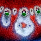 Gefäßbündel in einem Bambusblatt