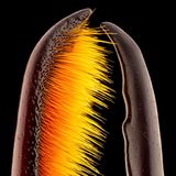 Brust- und Kopfhorn eines männlichen Käfers – Fotografie