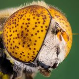 Gefleckte Schwebfliege