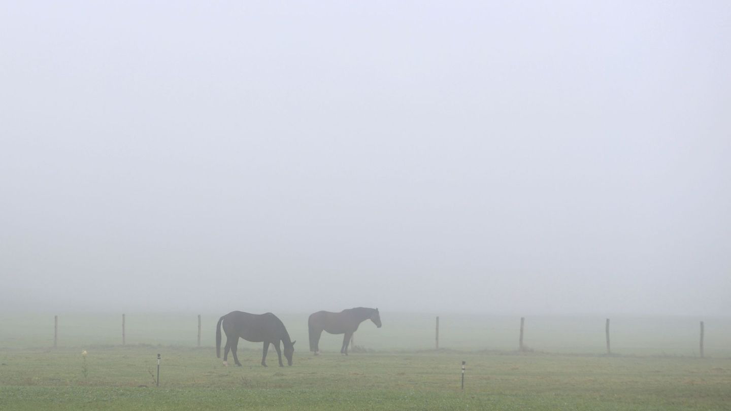 Die Koppel der Pferde liegt direkt neben dem bei Ausflüglern in der Region beliebten Regental-Radweg. (Symbolbild) Foto: Karl-Jo