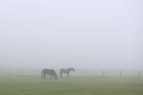 Die Koppel der Pferde liegt direkt neben dem bei Ausflüglern in der Region beliebten Regental-Radweg. (Symbolbild) Foto: Karl-Jo