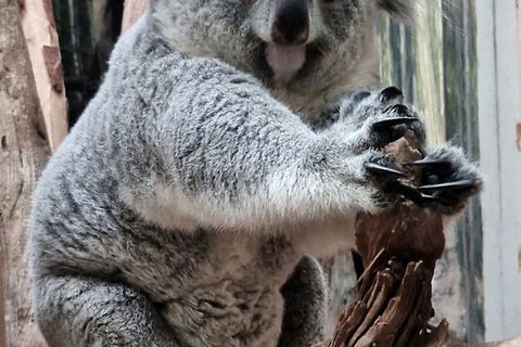 Zuletzt hatte es 2020 Nachwuchs bei den Koalas gegeben. Foto: -/Zoo Leipzig/dpa