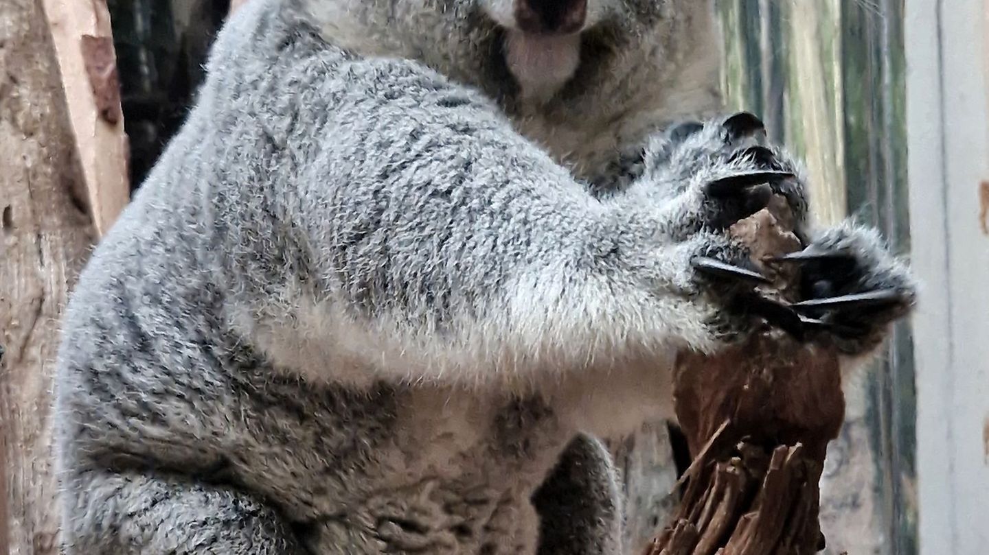 Zuletzt hatte es 2020 Nachwuchs bei den Koalas gegeben. Foto: -/Zoo Leipzig/dpa