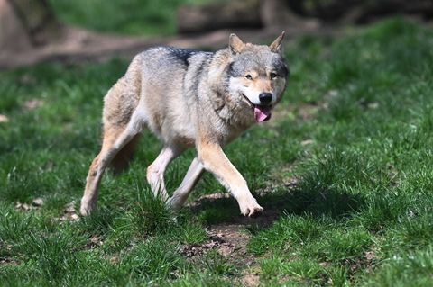 Hat ein Wolf vier Ziegen getötet? (Symbolbild) Foto: Bernd Weißbrod/dpa
