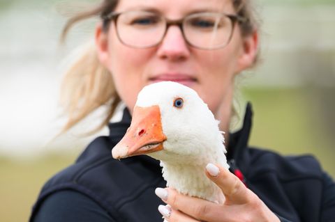 Regina Gebhardt von der Gänsezucht Eskildsen hält eine Zuchtgans im Arm. Foto: Robert Michael/dpa