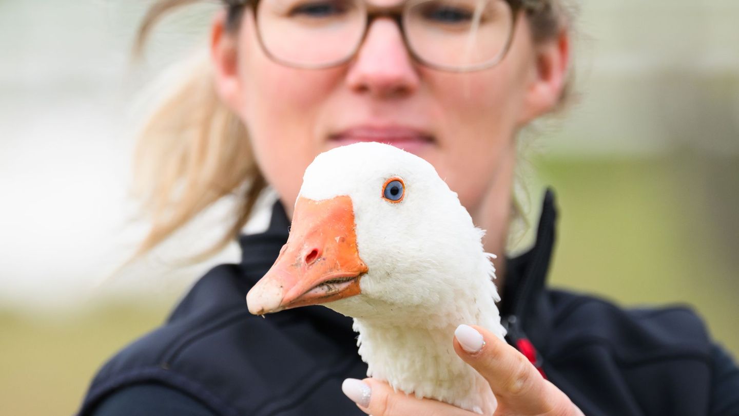 Regina Gebhardt von der Gänsezucht Eskildsen hält eine Zuchtgans im Arm. Foto: Robert Michael/dpa