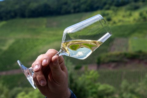 Die Winzer an Mosel, Saar und Ruwer sind mit der Ernte zufrieden (Archivbild) Foto: Harald Tittel/dpa