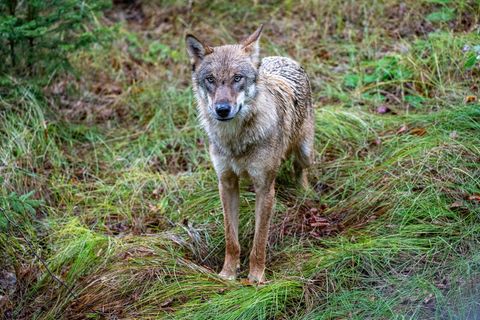 In Troschenreuth in Oberfranken wurde ein toter junger Wolf gefunden. Nun wird ermittelt. (Symbolbild) Foto: Armin Weigel/dpa