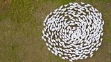 Wermsdorf, Deutschland. Dance mit de Gänse: In einer beeindruckenden Symmetrie laufen die Zuchtgänse der Gänsezucht Eskildsen in Sachsen auf der grünen Wiese im Kreis. Jedes Jahr schlachtet Eskildsen rund 30.000 Tiere für den Verkauf in den eigenen Hofläden und in regionalen Kleinbetrieben. Die Preise für den traditionellen Gänsebraten bleiben in Sachsen auch in diesem Jahr auf dem Niveau des Vorjahres
