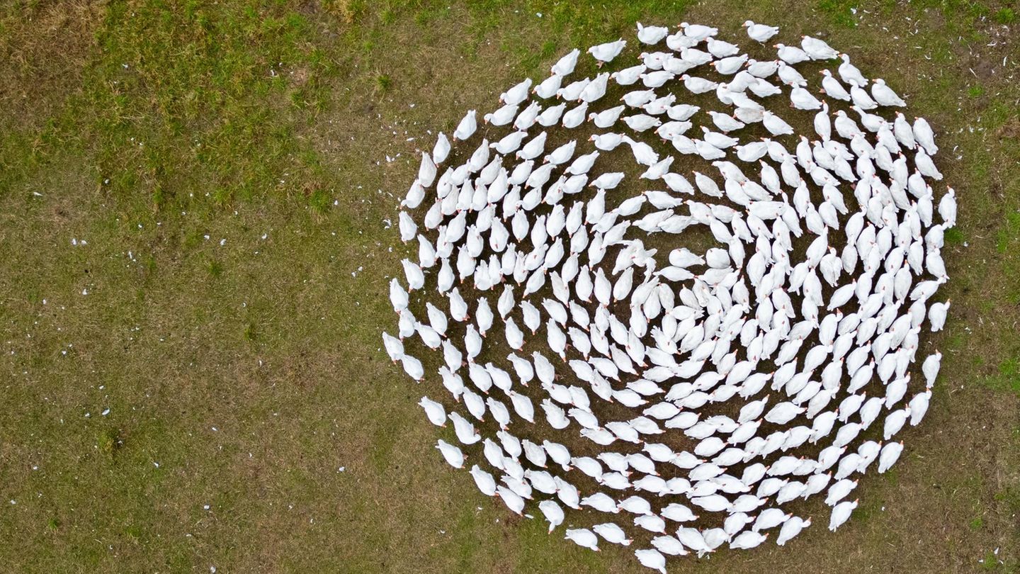 17. Oktober: Gänsemoshpit Wermsdorf, Deutschland. Dance mit de Gänse: In einer beeindruckenden Symmetrie laufen die Zuchtgänse der Gänsezucht Eskildsen in Sachsen auf der grünen Wiese im Kreis. Jedes Jahr schlachtet Eskildsen rund 30.000 Tiere für den Verkauf in den eigenen Hofläden und in regionalen Kleinbetrieben. Die Preise für den traditionellen Gänsebraten bleiben in Sachsen auch in diesem Jahr auf dem Niveau des Vorjahres
