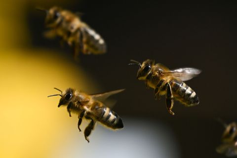 Etwa 245.000 Bienen sind nun ohne Königin und werden vermutlich auch sterben. (Symbolbild) Foto: Arne Dedert/dpa