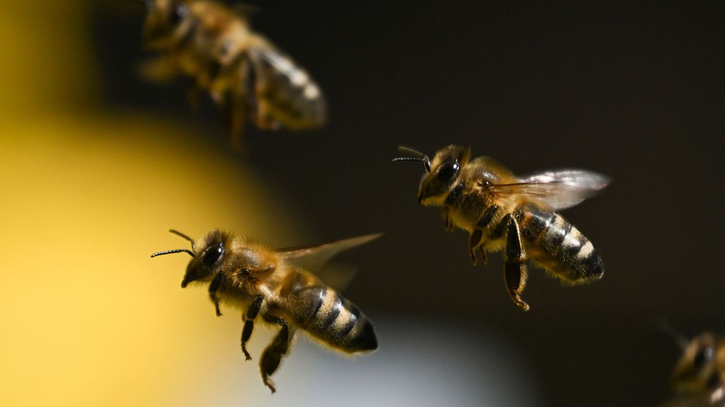 Etwa 245.000 Bienen sind nun ohne Königin und werden vermutlich auch sterben. (Symbolbild) Foto: Arne Dedert/dpa