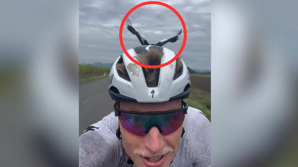 Elster attackiert Triathlet bei voller Fahrt – und greift immer wieder an Elster attackiert Triathlet bei Fahrt