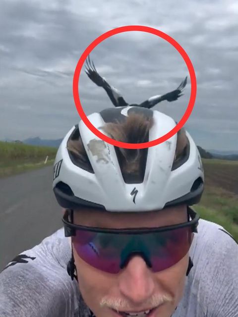Elster attackiert Triathlet bei Fahrt