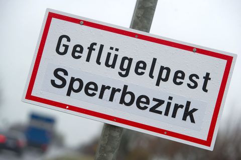 Die Gefahr steigt: Es gibt neue Geflügelpest-Fälle in Brandenburg und im benachbarten Mecklenburg-Vorpommern. Foto: Stefan Sauer
